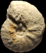 Spathites (Jeanrogericeras) reveliereanus