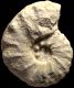 Lecointriceras costatum