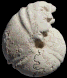 Neoptychites cephalotus