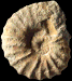 Stoliczkaia (Lamnayella) texana