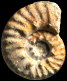 Angolaites wintoni