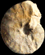 Engonoceras subjectum
