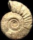 Garnierisphinctes garnieri