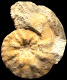 Forresteria (Harleites) nicklesi