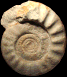 Lithacosphinctes achilles (M)