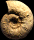 Aspidoceras gr. acanthicum