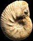 Eurasenia gr. vernacula (M) juv.
