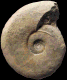 Rasenioides discoidus (M)