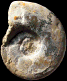 Rasenioides chatelaillonensis (M)