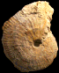 Phlycticeras aenigmaticum (M)