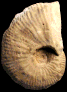 Phlycticeras mexicanum (M)