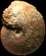 Csernyeiceras verpillierense (M)