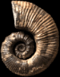 Australiceras jackii