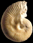 ? Phlycticeratinae gen. sp.