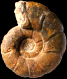 Alocolytoceras ophioneum