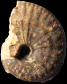 Phlycticeras dorsocavatum (M)