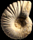 Pleurolytoceras gr. torulosum (m)