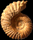 Pleurolytoceras torulosum (m)