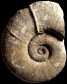 Lytoceras verpillierense (M)