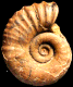 Lytoceras (Trachylytoceras) evolutum (m)