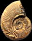 Haplopleuroceras mundum