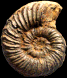 Haplopleuroceras subspinatum (M) juv.
