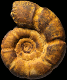 Alocolytoceras ophioneum