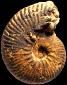Planammatoceras (Planammatoceras) stenomphalum