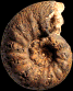 Spinammatoceras tenax (M) juv.