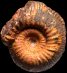 Erycites intermedius