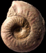 Erycites fallifax (M)