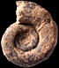 Lytoceras rubescens