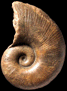 Lobolytoceras siemensi (M)