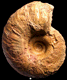 Pleurolytoceras dilucidum (m)