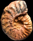 Leioceras crassicostatum (M)