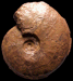 Staufenia sehndensis