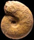 Leioceras opaliniforme (M)