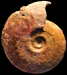 Leioceras lineatum (M)