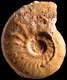Leioceras bifidatum (M)