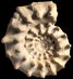 Peltoceras marysae (M)