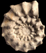 Peltoceras marysae (M)