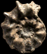 Euaspidoceras hirsutum