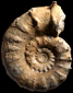 Epaspidoceras rupellense (M)