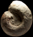 Gravesia irius (M)