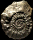 Peltoceras schroederi morphe schroederi (M)