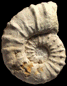 Kamerunoceras turoniense