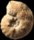 Spathites (Jeanrogericeras) reveliereanus