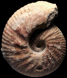 Tornquistes leckenbyi