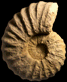 Romaniceras (Yubariceras) ornatissimum