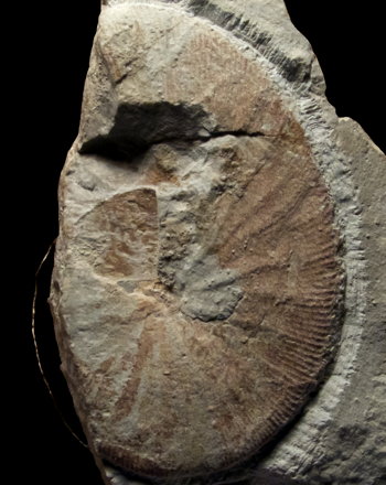 Ammonites et aliae spirae II - Epiphylloceras surya  forme mikobokense